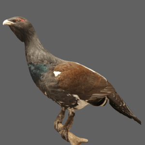 Ukkometso, täytetty