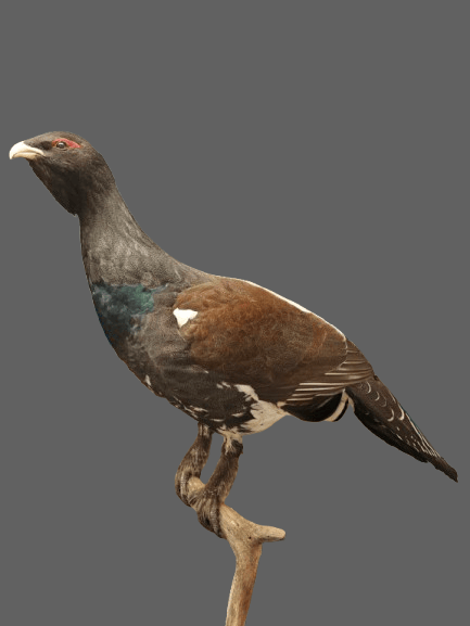 Ukkometso, täytetty