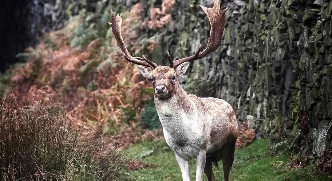 Jahtimatka Puolaan 26.-30.10. 2026
