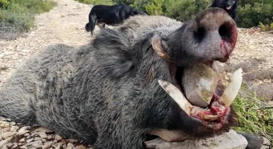 Jahtimatka Pohjois-Tunisiaan 2026